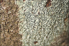 Halegrapha mucronata