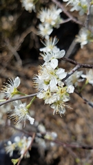 Prunus gracilis