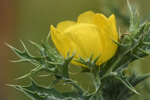 Mexican prickly poppy