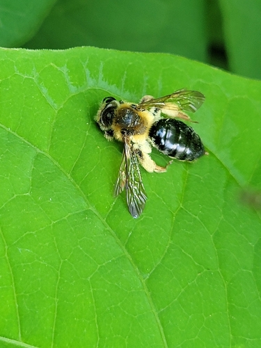 Rufous-backed Cellophane Bee photo 4