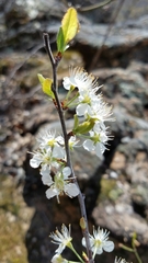 Prunus gracilis