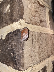 Phyllodesma americana