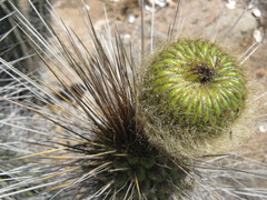 Eulychnia breviflora