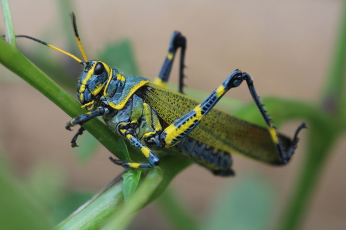 Chromacris colorata