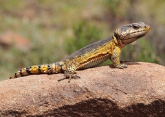 Drakensberg Crag Lizard photo 3