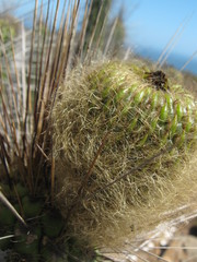 Eulychnia breviflora