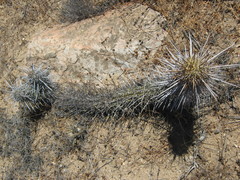 Trichocereus nigripilis