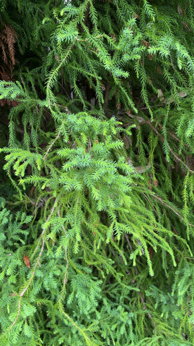 Cryptomeria, 2026-05-16