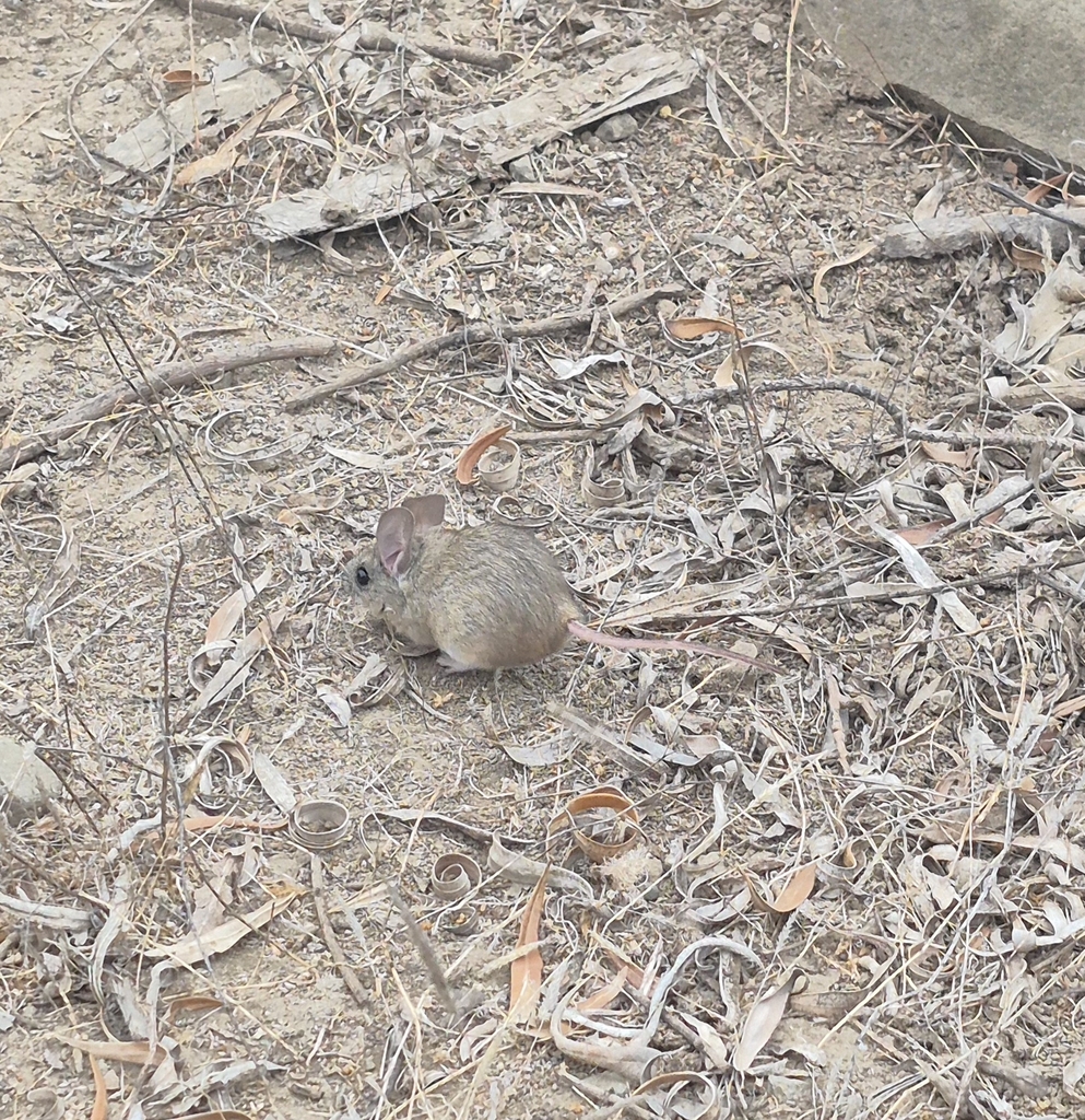 Souris à oreilles de feuille de Darwin (Phyllotis darwinii)