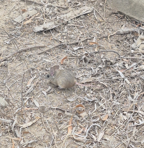 Darwin's Leaf-eared Mouse