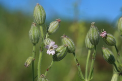 Silene songarica