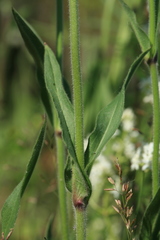 Silene songarica