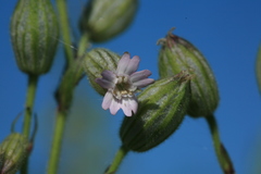 Silene songarica