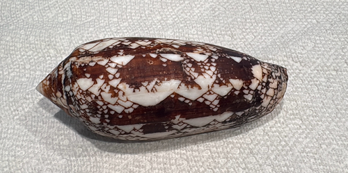 Conus aulicus observed 2026-03-28