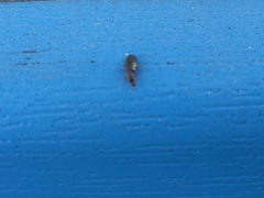 Salpingus planirostris