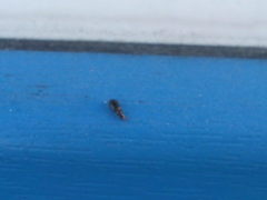 Salpingus planirostris