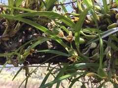 Maxillaria variabilis