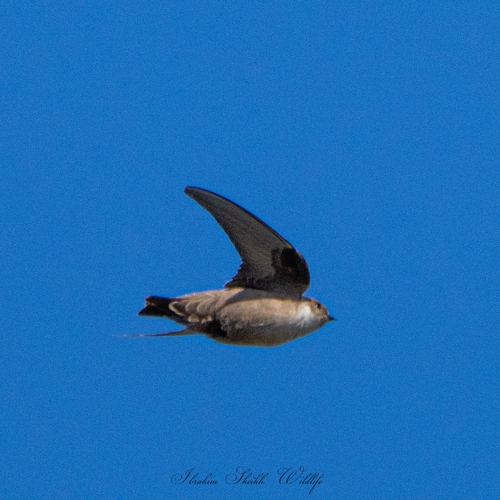 Eurasian Crag-Martin