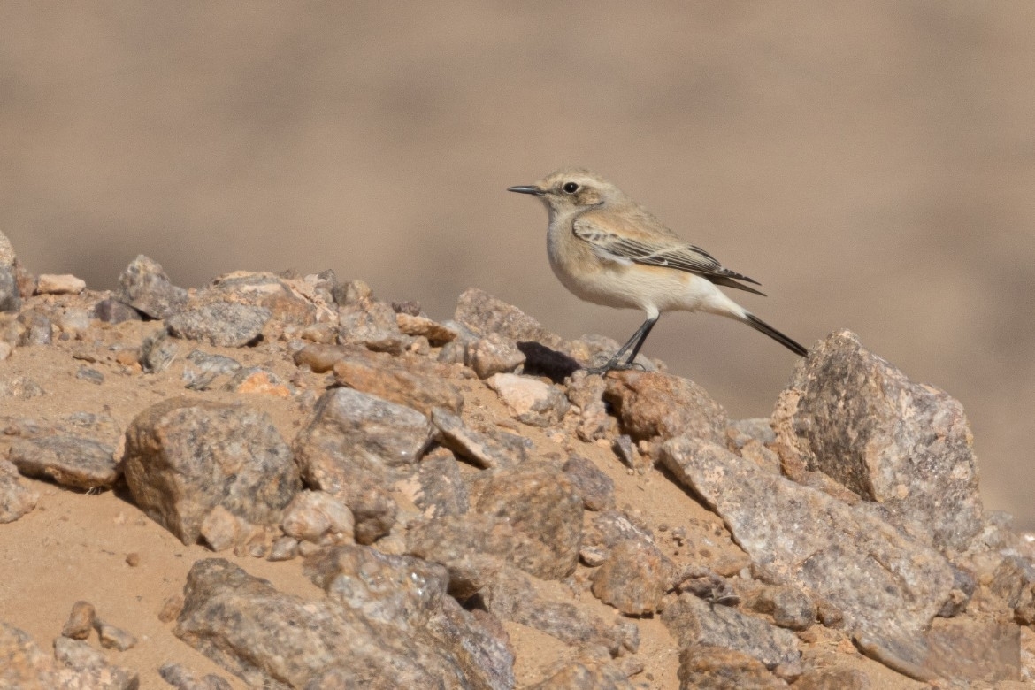 Desert Wheatear (Oenanthe deserti), photo 5