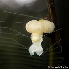 Dendrobium aloifolium