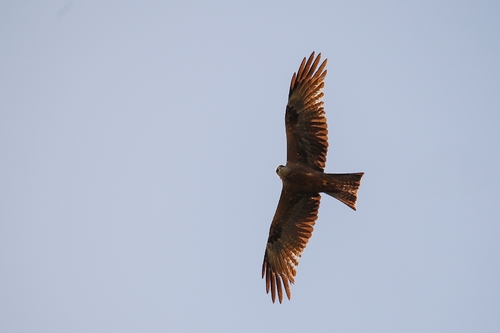 Black Kite