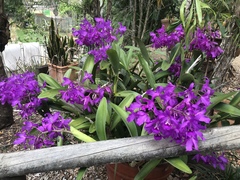 Guarianthe