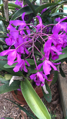 Guarianthe