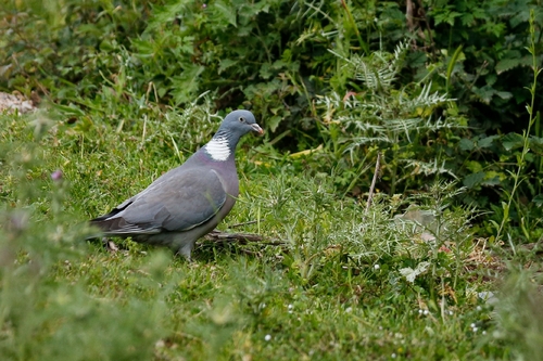 Common Wood-Pigeon