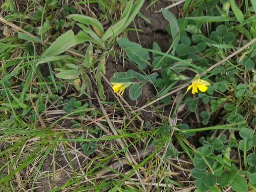 Viola vallicola, photograph 2