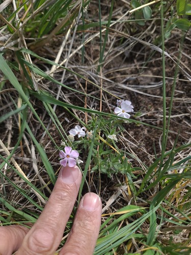 Phlox alyssifolia