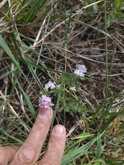 Phlox alyssifolia