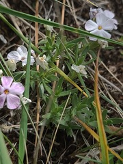Phlox alyssifolia, photograph author not stated, no rights reserved