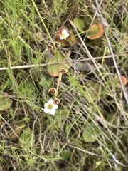 Micranthes californica