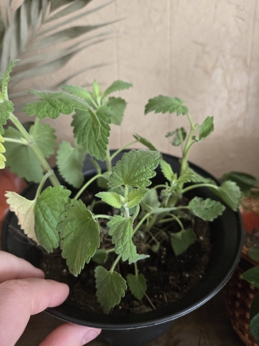 Catnip