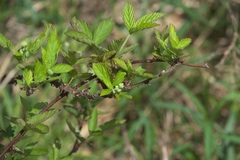 Rubus oklahomus