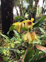 Epidendrum eximium
