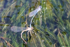 Argia extranea