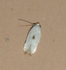 Pseudopostega quadristrigella