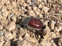 Paracotalpa granicollis