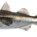 Arctic Cod - Photo (c) 
Havforskningsinstituttet, some rights reserved (CC BY)