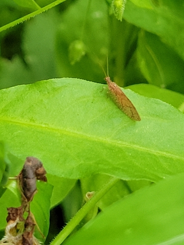 Micromus posticus photo 5