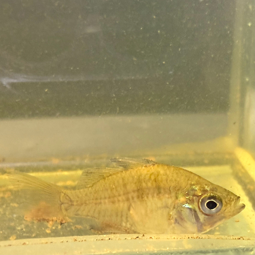 Pennyvis (Denariusa australis) — Ambassidae — 4