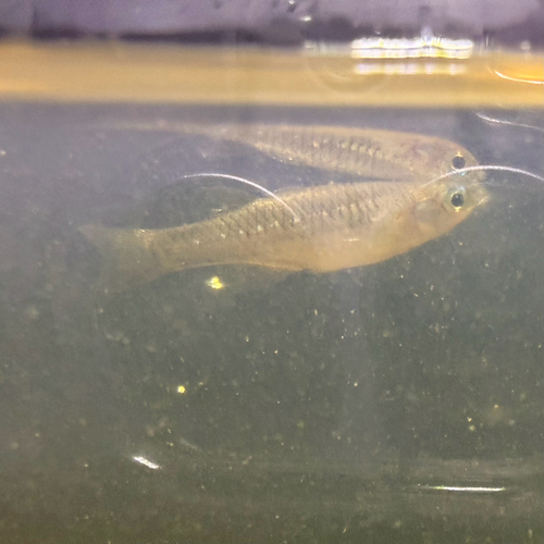 Arnhem land blue-eye (Pseudomugil tenellus) — Pseudomugilidae — 3