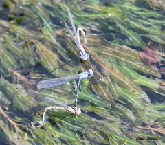 Argia extranea