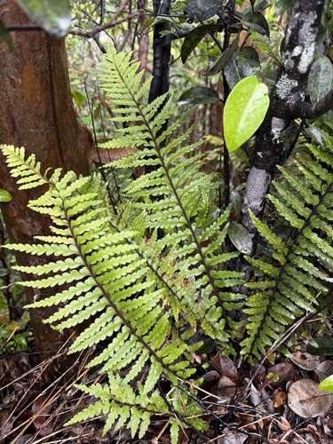 Asplenium caudatum, 2026-05-16