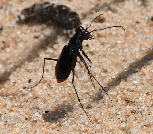 Highlands Tiger Beetle photo 4