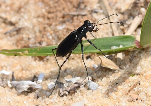 Highlands Tiger Beetle photo 5