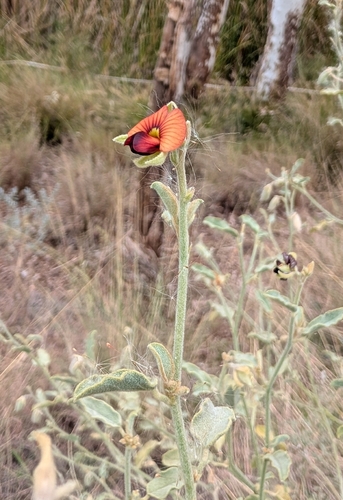 Isotropis atropurpurea, 2026-05-16
