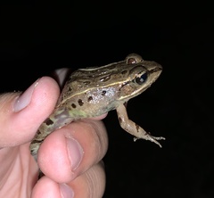 Lithobates kauffeldi