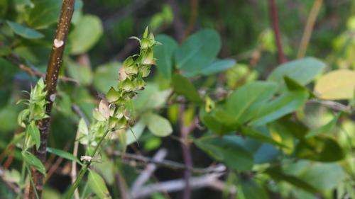 Dicliptera martinicensis